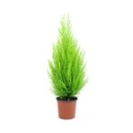 GoldLotus Limon Kokulu Servi Cupressus Ev Ofis Salon Çamı 30-40 Cm Limoni