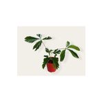 GoldLotus Mimosa Pudica (küstüm Çiçeği) Fidesi 20-25 Cm, 5.5 Cm Saksıda