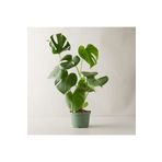 GoldLotus Monstera Deliciosa Deve Tabanı Büyük Ve Dolgun Boy 60-70 Cm