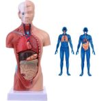 GongtuShop Insan Torso Vücut Modeli Anatomi Anatomik Tıbbi Iç Organlar Öğretim Için (Yurt Dışından) - insan kafatası modeli