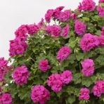 Grandeur İvy Violet Sakız Sardunya Fidesi (1 Adet)