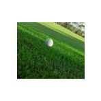 Grass Seed 5 kg Çim Tohumu