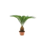 Green Flora Sikas Bodur Palmiye Fidanı 80-110 cm Büyük Govdeli