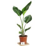 Green Flora Strelitzia Starliçe 90-120 cm Boyunda Tek Gövdeli Salon Bitkisi İç Mekan Bitkisi