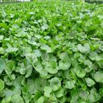 Green King Fare Kulağı Çim Tohumu 500 g