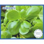 Green Line 10 gr Sarı Frenk Semizotu Tohumu