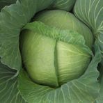 Green Line Yalova1 10 gr Lahana Tohumu