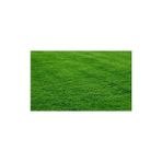 Greengrass 4 Mevsim Çim Tohumu 1 kg