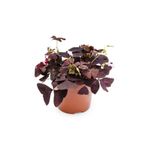 Greenifolia Oxalis Triangularis (mor Süs Yoncası)