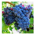 Grenache Cinsi Üzüm Fidanı