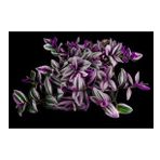 Grow Botanik 10'lu Saksıda Telgraf Çiçeği