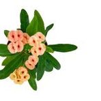 Grow Botanik 3'lü Euphorbia Milii Dikenler Tacı