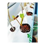 GrowBAGS Çilek Cocopeat Çilek Yetiştirme Ortamı 100x13x10 cm