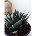 Growth Plant And Tree Gasteria Sukulent