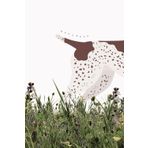 GSP Brown German Shorthaired Pointer Notebook 6" x 9": 110-Page Lined Journal for Dog Lovers & Hunters: Perfect Medium-Sized Notebook for Writing, ... – Great Gift for GSP Owners & Enthusiasts