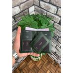 Guard Antik Yeşil Gizli Kartlıklı Deri Erkek Cüzdanı