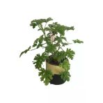 Gül Damlası Çiçeği Itır Çiçeği Fidanı 10-20 Cm