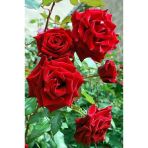 Gül Fidanı 10-20 Cm