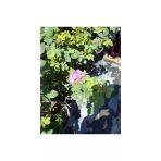 Gül Fidanı 2 Adet 10-20 Cm