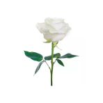 Gül Fidanı (Beyaz) 1 Adet 10-20 Cm