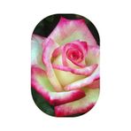 Gül Fidanı Ebruli Kokulu Yediveren 15-25 Cm