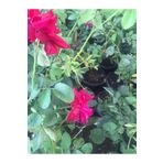 Gül Fidanı Isparta Gülü Tüplü Sarmaşık 15-30 cm