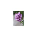 Gül Fidanı Lila Renk 10-20 Cm