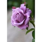 Gül Fidanı Lila Renk Saksıda 10-20 cm