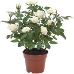 Gül Fidesi Fidanı ''Beyaz'' 10-20 Cm