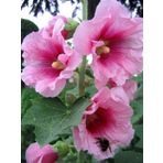Gül Hatmi Çiçeği Tohumu Althara Officinalis 50 Adet Rose Marshmallow Seed