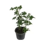 Gül Kokulu Itır Çiçeği Fidanı Küçük Boy 5-15 Cm