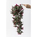 Güleç Yapay Çiçek Yapay Sarmaşık Şeflore Uv Korumalı Yeşil Pembe 80 Cm 5 Dal Çok Renkli