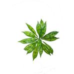 Güleç Yapay Çiçek Yapay Yeşillik Aglaonema Bitkisi - Renkli