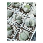 Gulen botanik Pleiospilos Nelii Lithops Taş Kaktüs
