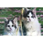 Güllü E Store 5d Elmas Boyama Sevimli Kediler Ikili Kedi Resmi Tablosu 40X60 cm - Renkli