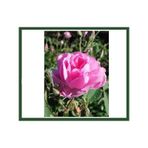 Gülpembe Kokulu Gül Fidanı Saksılı 10-30 Cm