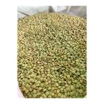 GÜLTEKİN BAL Yeşil 10 kg mercimek