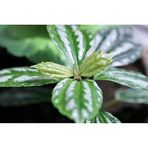 Gümüş Begonya Silver Begonia Fidanı Fidesi 10-20 Cm