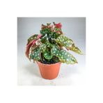 Gurme Bitki Begonia Maculata Çilli Begonya (7 Cm Saksıda) Nadir Sıra Dışı Kaktüs, Sukulent Ve Bitkiler