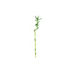 Gurme Bitki Dracaena Sanderiana Lucky Bamboo (80 Cm) Bambu Bitkisi