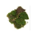 Gurme Bitki Kaya Yosunu 15x15 Cm - Canlı Gerçek Bitki - Doğal Orman Yosun Moss - Dekoratif Teraryum Taban Çimi