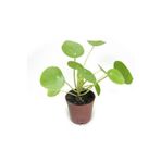 Gurme Bitki Pilea Peperomioides (5.5 Cm Küçük Boy Saksıda)