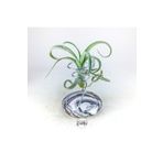 Gurme Bitki Tillandsia Curly Slim Pup (S) - El Yapımı Dekoratif Standı İle Mini Hava Bitkisi Air Plant
