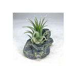 Gurme Bitki Tillandsia Ionantha Aranjman - Gold Stand - Hava Bitkisi Air Plant