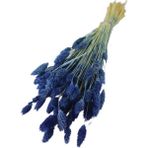 Gurmender Kuru Çiçek Kuş Otu Şoklanmış Kurutulmuş 40 cm 120 Gram Mavi