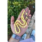 Güzel Çekimli Kapsül Tane Beyrut Damla Toz Kehribar Tesbih