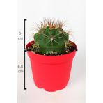 Gymnocalycium Marquezii Kaktüs Büyük Boy 8.5 CM Kırmızı Saksıda