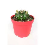 Gymnocalycium Mihanovichii Beyaz Çiçek Veren Kaktüs Büyük Boy Kırmızı Saksıda 8.5 CM