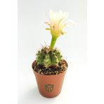 Gymnocalycium Mihanovichii - Çene Kaktüsü - 5.5 cm Saksıda