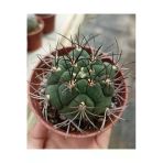 Gymnocalycium Saglionis Kaktüs - 8.5Cm Saksı
